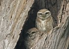 Spotted Owlet pair